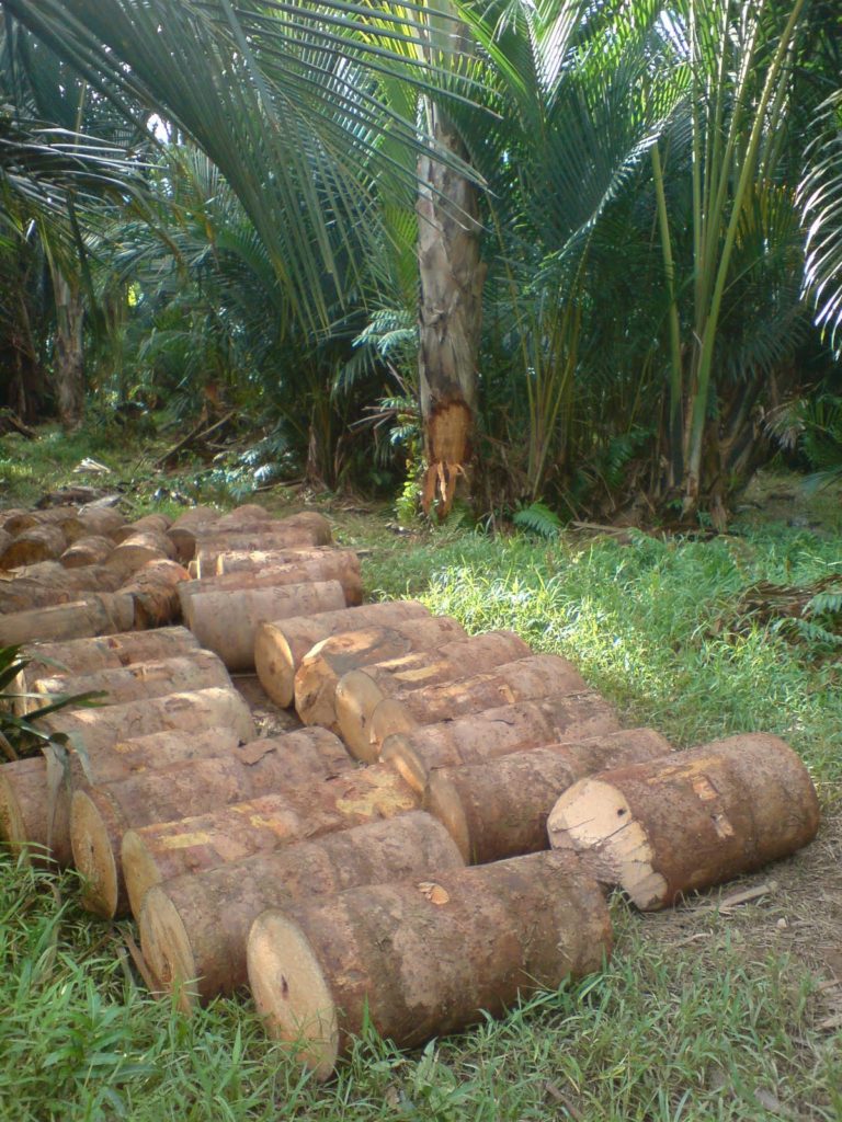 sarawak borneo sago