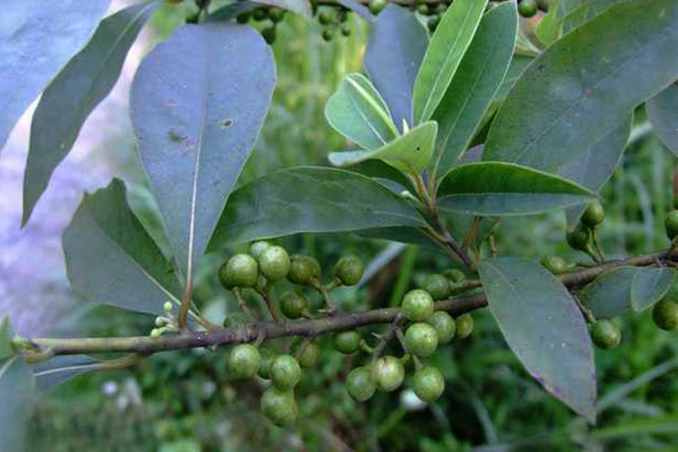 royal borneo Spicebush Root 山胡椒根