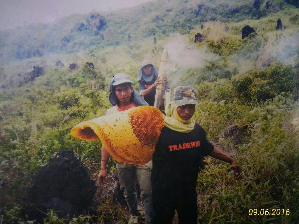 sarawak borneo natural honey harvest